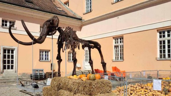 Дани лудаје у Кикинди – инклузија глувих и наглувих у културне сфере друштвеног живота